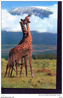 GIRAFE - - Girafes