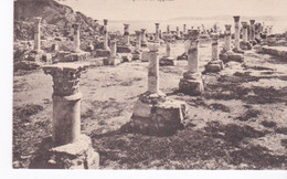 Carthage Basilique St Cyprien - Tunisie