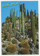 {84231} Au Soleil De La Côte D' Azur , Jardin Exotique - Cactusses