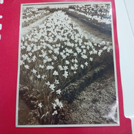 PHOTO LE PRINTEMPS DANS PARIS FLEURS MASSIFS DU PALAIS ROYAL - Identifizierten Personen