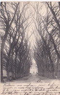 Lardy Avenue Des Pastoureaux Précurseur 1905 - Lardy