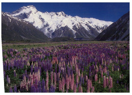 (AA 10) New Zealand -  Flowers & Mt Sefton (posted To Australia With Butterfly Stamps) - Nuova Zelanda