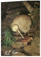 (AA 10) New Zealand -  Great Spotted Kiwi Bird - Nuova Zelanda