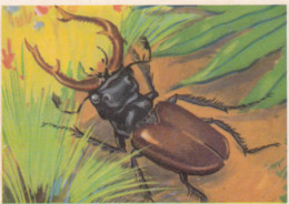 IMAGE  CIBON  --  Série éducative  --   Insectes  --  Lucane - Cerf - Volant   --  N° 432 - Other