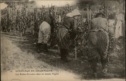 VENDANGES EN CHAMPAGNE - Robes-Culottes Dans Les Vignes - Champagne-Ardenne