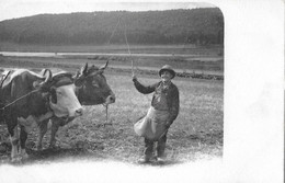 LANDWIRTSCHAFT → Bauer Mit Ochsengespann Auf Dem Feld, Ca.1900 - Enge