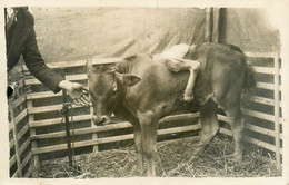 Phénomène Erreur De La Nature * Carte Photo * Un Veau à 5 Pattes ! * Cirque Circus - Circus