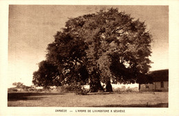 N° 3594 Z -cpa Zambèze -l'arbre De Livingstone à Sésheké - Zimbabwe