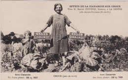 13- Effets De La Cianamide Sur Choux- Chez M.Figuière Fermier à LA DENYSE Près Aix En Provence - Autres Communes