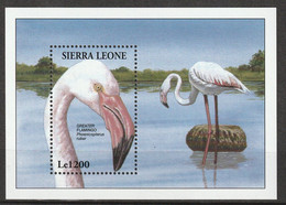 SIERRA LEONE - BLOC N°249 ** (1994) Oiseaux : Flamant Rose - Flamingo's