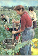 Thème - Vin- Vendanges - La Cueillette - Vignes