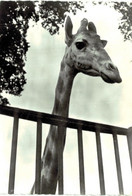 Thème - Animaux - Girafe - Tête - Girafes