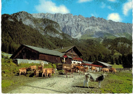 Autriche - Leutasch - Hämmermoosalm Im Leutascher Gaistal - Vache - Leutasch