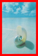 CPSM/gf FLORIDA (Etats-Unis)  Nautilus.  Hand Painted Photograph Niki BUTCHER...M140 - Other & Unclassified