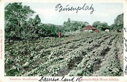 Kolonien Deutsch Südwestafrika Grootfontein Tabakbau 1906 I-II Colonies - Afrika