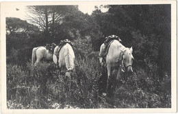 SAINTES MARIES DE LA MER ? (13) Carte Photo Chevaux De Gardians - Saintes Maries De La Mer