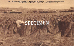 16 Keeren Van De Kapellen - Vlas - Lin - Flax - Cultures