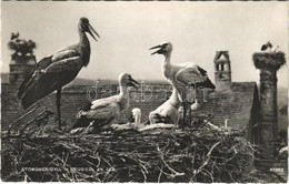 T2 1959 Nezsider, Neusiedl Am See; Storchenidyll / Gólyák, Gólyafészek / Stork Nests - Zonder Classificatie