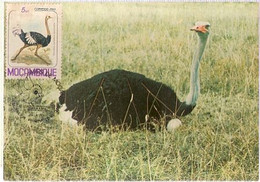 Mozambique & Maximum Card, Birds Of Mozambique, Ostrich, Struthio Camelus, Inhambane 1981 (1771) - Avestruces
