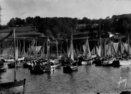 Douarnenez * Sardiniers Dans Le Port - Douarnenez