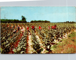 Harvesting Tobacco 1960 - Cultures