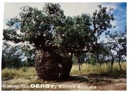 (BB 25) Australia - WA - Derby Prison Boab Tree (tree Used A Goal / Prison) - Prison