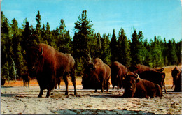 Wyoming Yellowstone National Park Bison Lower Geyser Basin 1961 - Yellowstone