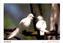 Afrique - Seychelles - île Cousin - Oiseaux VOIR ETAT - Seychelles