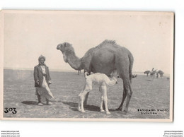 Dromedary - Eldorado Photo Bagdad - Iraq