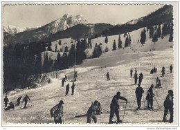 TARVISIO - Campi Di Sci Ski Schi   -  1956 - Sports D'hiver