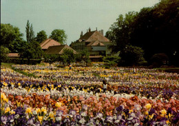 CHATEAU DE VULLIERENS    ( SUISSE )    IRIS - Vullierens