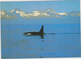 Norvège - Norway - Norge - Spekkhugger (Orcinus Orca) - Baleine - Orque - Epaulard - Norvegia