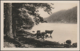 Near Ferry Nab, Windermere, Westmorland, C.1920s - Abraham RP Postcard - Windermere