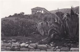 FOTOGRAFIA - CALATAFIMI SEGESTA (TRAPANI) - TEMPIO DI SEGESTA - ANNO 1952 - Trapani