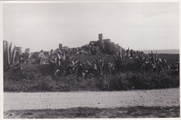 FOTOGRAFIA - SELINUNTE - CASTELVETRANO (TRAPANI) - TEMPIO DI SELINUNTE - ANNO 1952 - Trapani