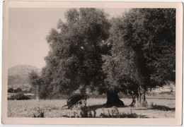 Photo Originale CORSE SANT ANTONINO ANTUNINU Ile Rousse Arbre Olivier - Luoghi