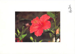 Afrique-TCHAD MOUNDOU Fleurs D'Hibiscus -ALAIN DENIS N°349 - Tansania