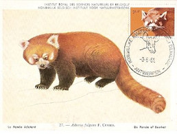 Belgium & Maxi, Institut Royal Des Sciences Naturelles De Belgique,Panda Èclatant, Ailurus Fulgens, Antwerpen 1961 (27( - 1961-1970