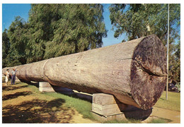 (CC 12) Australia - WA - Perth Giant Karry Log (P-48867) - Perth