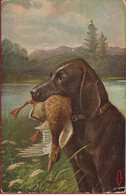 August Muller Illustrator Illustrateur Chien De Chasse Hunting Dog Hond Hund CPA Old Postcard Canard Duck Eend - Müller, August - München