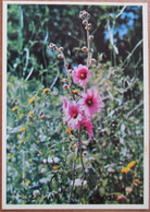 ISRAEL NEOT KDUMIM ILAN FLOWERS SHANA TOVA NEW YEAR JUDAICA PC KARTE BEST WISHES CARD POSTCARD CARTOLINA ANSICHTSKARTE - New Year