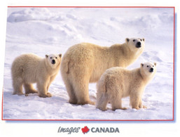 (CC 15) Canada - Polar Bears Family - Beren