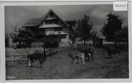 Kurhaus Hüberli - Nesslau - Kühe Vaches Cows - Nesslau