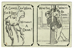 Ref 1435 - 1906 Comic Postcard - Drink Drunkard  & Camel - Topical Message - Isle Of Man To Birmingham - Fumetti