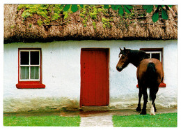 Ref 1437 - Postcard - Currachs Off Aran Islands - County Galway Ireland Eire - Galway