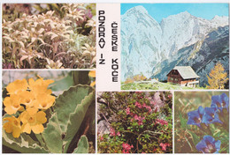 Češka Koča- Mountain Flora - Medicinal Plants