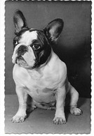 French Bulldog, Bouledogue Français, Französische Bulldogge, Photocard - Perros