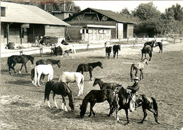 95 AUVERS SUR OISE CARTE PHOTO RANCH RODEO 11 JUILLET 1965 UN MOMENT DE DETENTE POUR TOUTE L ECURIE - Auvers Sur Oise