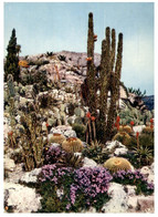 (CC 28) Nice ? Or Monaco ? -  Jardin Exotique (posted 1966) - Cactusses