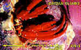CAYMAN : 004B CI$15   Hermit Crab II USED - Kaimaninseln (Cayman I.)